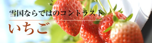 雪国ならではのコントラスト いちご